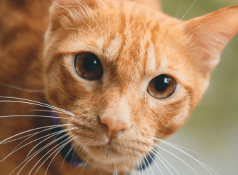 10 Commonly Asked Questions About Cats and Their Answers