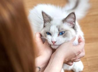 10 Cat Breeds That Make Perfect Pets