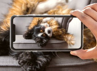 Say Cheese! Teach Your Dog to Smile for the Camera or the Veterinarian