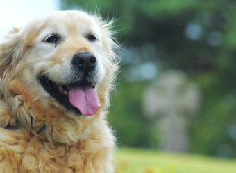 Why Is My Dog Panting So Loudly?