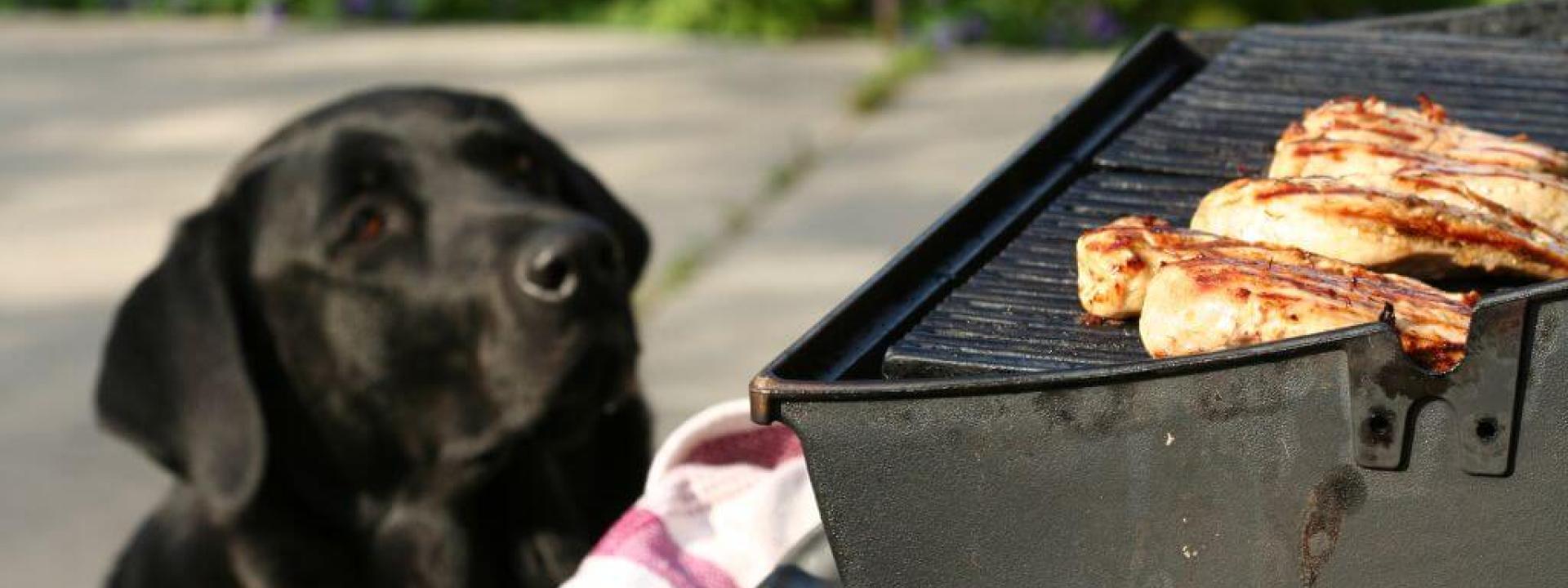 Dog sitting in front of a BBQ grill with meat on it.