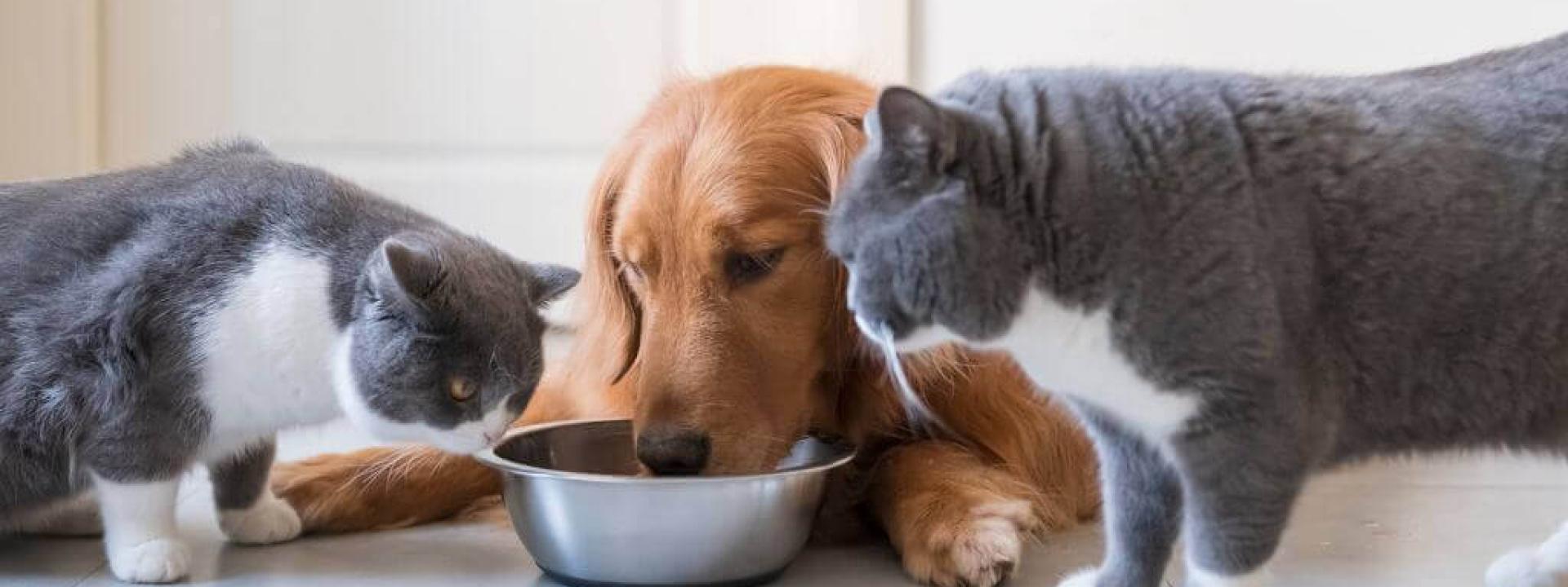 How to Make the Best Food Choices for Your Cats and Dogs