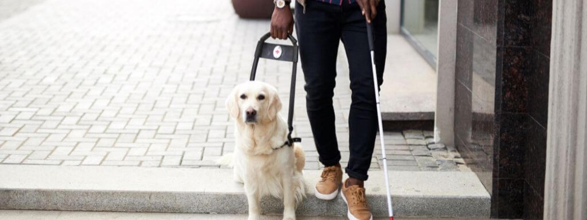 White Golden Retriever Service Dog for seeing impaired.